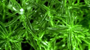 Biberiyenin çok yavaş hareket eden dalları. Yüksek kaliteli FullHD görüntüler