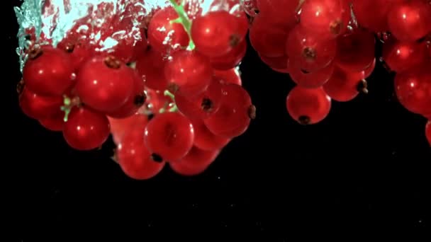 Corinto Vermelho Super Lento Movimento Subaquático Imagens Fullhd Alta Qualidade — Vídeo de Stock