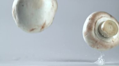 Süper yavaş çekimde mantarlar düşüyor. Yüksek kaliteli FullHD görüntüler