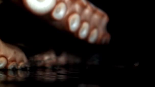 Caracatiță Proaspătă Super Lentă Înregistrare Fullhd Înaltă Calitate — Videoclip de stoc