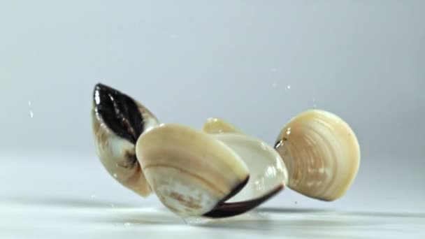 Super Slow Motion Fresh Vongole High Quality Fullhd Footage — Stock Video