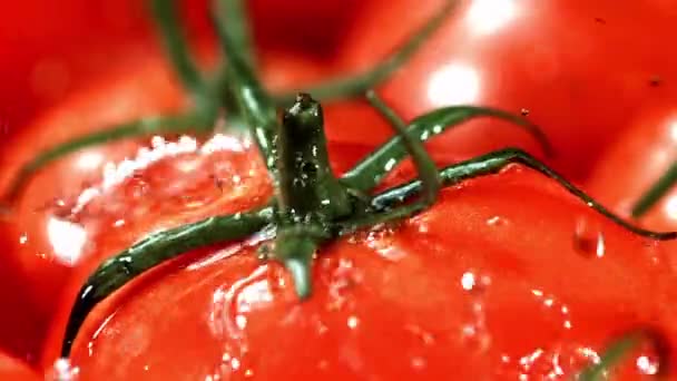 Frische Tomaten Superzeitlupe Hochwertiges Fullhd Filmmaterial — Stockvideo