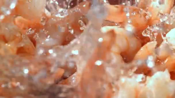 Des Crevettes Ralenti Des Images Fullhd Haute Qualité — Video