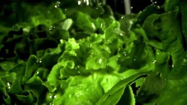 Bir tutam suyla taze marul. 1000 fps 'de yüksek hızlı bir kamerayla çekildi. Yüksek kaliteli FullHD görüntüler