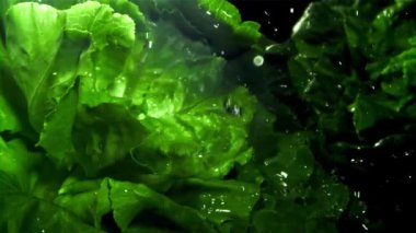 Bir tutam suyla taze marul. 1000 fps 'de yüksek hızlı bir kamerayla çekildi. Yüksek kaliteli FullHD görüntüler