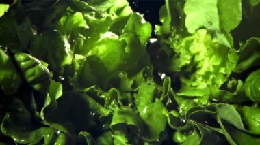 Bir tutam suyla taze marul. 1000 fps 'de yüksek hızlı bir kamerayla çekildi. Yüksek kaliteli FullHD görüntüler