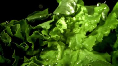 Bir tutam suyla taze marul. 1000 fps 'de yüksek hızlı bir kamerayla çekildi. Yüksek kaliteli FullHD görüntüler