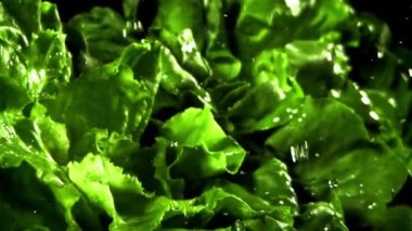 Bir tutam suyla taze marul. 1000 fps 'de yüksek hızlı bir kamerayla çekildi. Yüksek kaliteli FullHD görüntüler