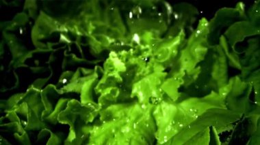 Bir tutam suyla taze marul. 1000 fps 'de yüksek hızlı bir kamerayla çekildi. Yüksek kaliteli FullHD görüntüler