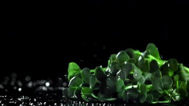 Daikon mikroçerezleri ıslak masaya düşer. 1000 fps 'de yüksek hızlı bir kamerayla çekildi. Yüksek kaliteli FullHD görüntüler