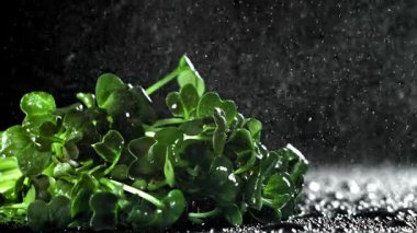 Su tozlu Daikon mikroyeşillikleri. 1000 fps 'de yüksek hızlı bir kamerayla çekildi. Yüksek kaliteli FullHD görüntüler
