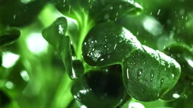 Su tozlu Daikon mikroyeşillikleri. 1000 fps 'de yüksek hızlı bir kamerayla çekildi. Yüksek kaliteli FullHD görüntüler