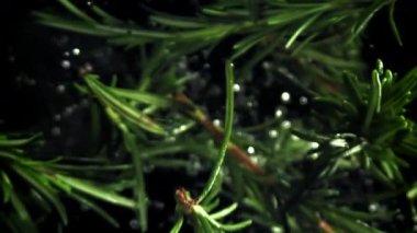 Biberiye dalları yukarı aşağı uçuyor. 1000 fps 'de yüksek hızlı bir kamerayla çekildi. Yüksek kaliteli FullHD görüntüler