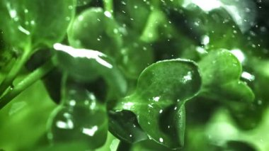 Su tozlu Daikon mikroyeşillikleri. 1000 fps 'de yüksek hızlı bir kamerayla çekildi. Yüksek kaliteli FullHD görüntüler