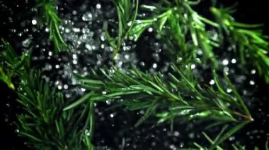 Biberiye dalları yukarı aşağı uçuyor. 1000 fps 'de yüksek hızlı bir kamerayla çekildi. Yüksek kaliteli FullHD görüntüler