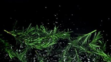 Biberiye dalları yukarı aşağı uçuyor. 1000 fps 'de yüksek hızlı bir kamerayla çekildi. Yüksek kaliteli FullHD görüntüler