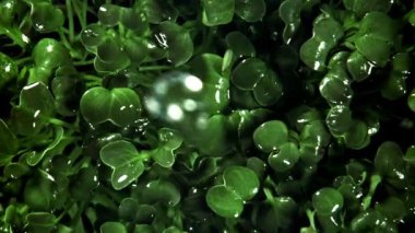 Damlalar daikon mikroyeşilliklere düşer. 1000 fps 'de yüksek hızlı bir kamerayla çekildi. Yüksek kaliteli FullHD görüntüler