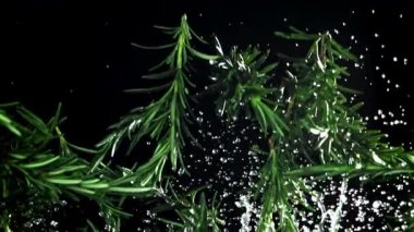 Biberiye dalları yukarı aşağı uçuyor. 1000 fps 'de yüksek hızlı bir kamerayla çekildi. Yüksek kaliteli FullHD görüntüler