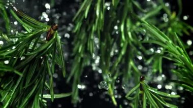 Biberiye dalları yukarı aşağı uçuyor. 1000 fps 'de yüksek hızlı bir kamerayla çekildi. Yüksek kaliteli FullHD görüntüler