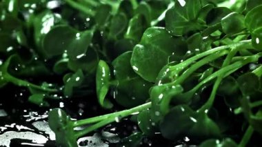 Damlalar daikon mikroyeşilliklere düşer. 1000 fps 'de yüksek hızlı bir kamerayla çekildi. Yüksek kaliteli FullHD görüntüler
