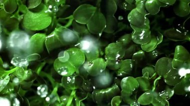 Damlalar daikon mikroyeşilliklere düşer. 1000 fps 'de yüksek hızlı bir kamerayla çekildi. Yüksek kaliteli FullHD görüntüler