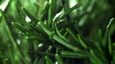 Su spreyi taze biberiye dallarına düşer. 1000 fps 'de yüksek hızlı bir kamerayla çekildi. Yüksek kaliteli FullHD görüntüler