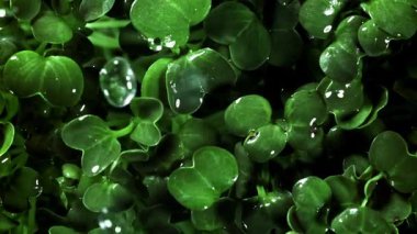 Damlalar daikon mikroyeşilliklere düşer. 1000 fps 'de yüksek hızlı bir kamerayla çekildi. Yüksek kaliteli FullHD görüntüler