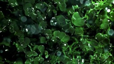 Damlalar daikon mikroyeşilliklere düşer. 1000 fps 'de yüksek hızlı bir kamerayla çekildi. Yüksek kaliteli FullHD görüntüler