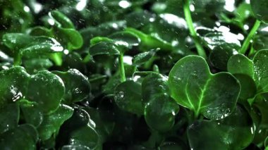 Su tozlu Daikon mikroyeşillikleri. 1000 fps 'de yüksek hızlı bir kamerayla çekildi. Yüksek kaliteli FullHD görüntüler