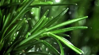 Yağmur damlaları biberiye dallarına düşer. 1000 fps 'de yüksek hızlı bir kamerayla çekildi. Yüksek kaliteli FullHD görüntüler