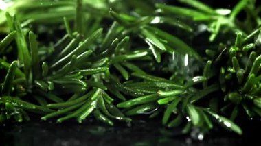 Yağmur damlaları biberiye dallarına düşer. 1000 fps 'de yüksek hızlı bir kamerayla çekildi. Yüksek kaliteli FullHD görüntüler