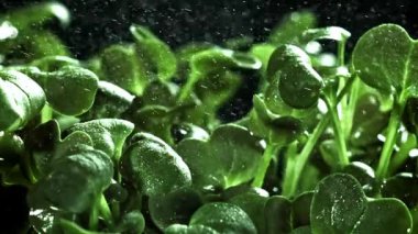 Su tozlu Daikon mikroyeşillikleri. 1000 fps 'de yüksek hızlı bir kamerayla çekildi. Yüksek kaliteli FullHD görüntüler