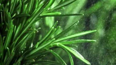 Su spreyi taze biberiye dallarına düşer. 1000 fps 'de yüksek hızlı bir kamerayla çekildi. Yüksek kaliteli FullHD görüntüler