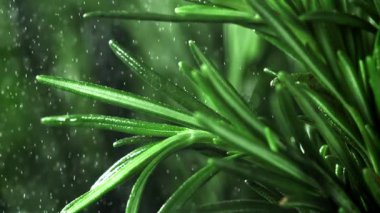 Su spreyi taze biberiye dallarına düşer. 1000 fps 'de yüksek hızlı bir kamerayla çekildi. Yüksek kaliteli FullHD görüntüler