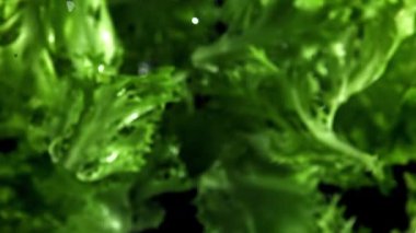 Marul yaprakları uçar ve düşer. 1000 fps 'de yüksek hızlı bir kamerayla çekildi. Yüksek kaliteli FullHD görüntüler