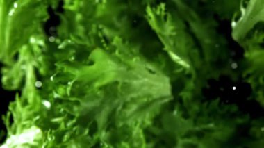 Marul yaprakları uçar ve düşer. 1000 fps 'de yüksek hızlı bir kamerayla çekildi. Yüksek kaliteli FullHD görüntüler