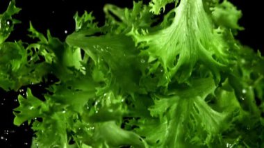 Marul yaprakları uçar ve düşer. 1000 fps 'de yüksek hızlı bir kamerayla çekildi. Yüksek kaliteli FullHD görüntüler