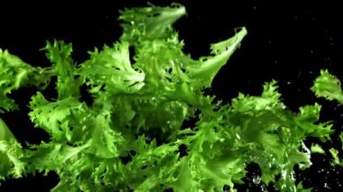 Marul yaprakları uçar ve düşer. 1000 fps 'de yüksek hızlı bir kamerayla çekildi. Yüksek kaliteli FullHD görüntüler