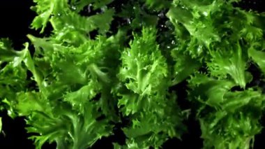 Marul yaprakları uçar ve düşer. 1000 fps 'de yüksek hızlı bir kamerayla çekildi. Yüksek kaliteli FullHD görüntüler