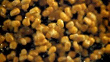 Konserve mısır uçar ve düşer. 1000 fps 'de yüksek hızlı bir kamerayla çekildi. Yüksek kaliteli FullHD görüntüler