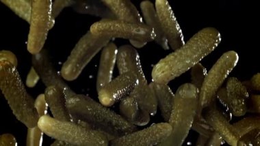 Salatalık turşusu uçar ve düşer. 1000 fps 'de yüksek hızlı bir kamerayla çekildi. Yüksek kaliteli FullHD görüntüler