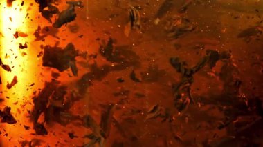 Kokulu siyah çay demlenir. 1000 fps 'de yüksek hızlı bir kamerayla çekildi. Yüksek kaliteli FullHD görüntüler