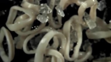 Kalamar halkaları yukarı aşağı uçar. 1000 fps 'de yüksek hızlı bir kamerayla çekildi. Yüksek kaliteli FullHD görüntüler