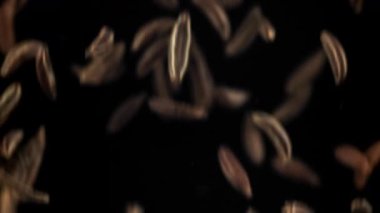 Kimyon tohumları düşer. 1000 fps 'de yüksek hızlı bir kamerayla çekildi. Yüksek kaliteli FullHD görüntüler