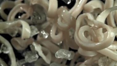 Kalamar halkaları yukarı aşağı uçar. 1000 fps 'de yüksek hızlı bir kamerayla çekildi. Yüksek kaliteli FullHD görüntüler