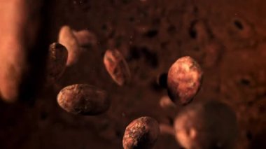 Kakao çekirdekleri uçuyor. 1000 fps 'de yüksek hızlı bir kamerayla çekildi. Yüksek kaliteli FullHD görüntüler