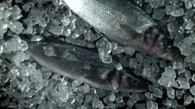 Deniz levreği yukarı uçar ve düşer. 1000 fps 'de yüksek hızlı bir kamerayla çekildi. Yüksek kaliteli FullHD görüntüler