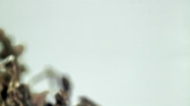 Kuru çay sinekleri yukarı aşağı. 1000 fps 'de yüksek hızlı bir kamerayla çekildi. Yüksek kaliteli FullHD görüntüler