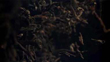 Kuru çay yaprakları dökülüyor. 1000 fps 'de yüksek hızlı bir kamerayla çekildi. Yüksek kaliteli FullHD görüntüler