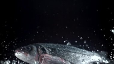 Deniz levreği yukarı uçar ve düşer. 1000 fps 'de yüksek hızlı bir kamerayla çekildi. Yüksek kaliteli FullHD görüntüler